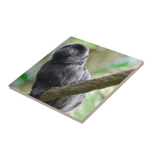 Schattig Goeldi Monkey Tegeltje (Zijkant)