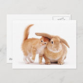schattig_grapp_dieren_8 kitten konijnenkonijnenvri briefkaart (Voorkant / Achterkant)