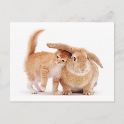 schattig_grapp_dieren_8 kitten konijnenkonijnenvri briefkaart (Voorkant)