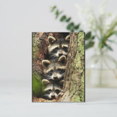 schattig_grappig_animals_41 Drie Raccons boomstam Briefkaart (Staand voorkant)