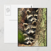 schattig_grappig_animals_41 Drie Raccons boomstam Briefkaart (Voorkant / Achterkant)