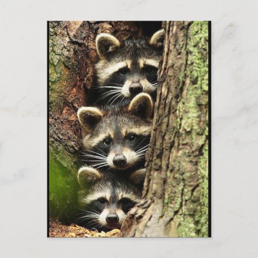 schattig_grappig_animals_41 Drie Raccons boomstam Briefkaart (Voorkant)