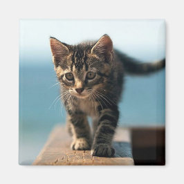 schattig_grappig_dieren_23 KITTEN CAT SCHATTIGE BA Magneet