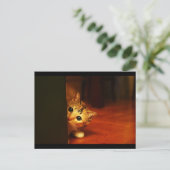 schattig_grappig_dieren_28 kitten kattenpeering briefkaart (Staand voorkant)