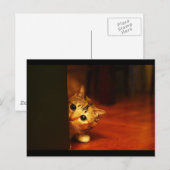 schattig_grappig_dieren_28 kitten kattenpeering briefkaart (Voorkant / Achterkant)