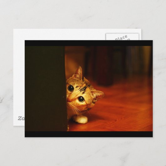 schattig_grappig_dieren_28 kitten kattenpeering briefkaart (Voorkant / Achterkant)