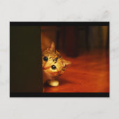 schattig_grappig_dieren_28 kitten kattenpeering briefkaart (Voorkant)