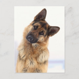 Schattig grappig duits herder portret briefkaart