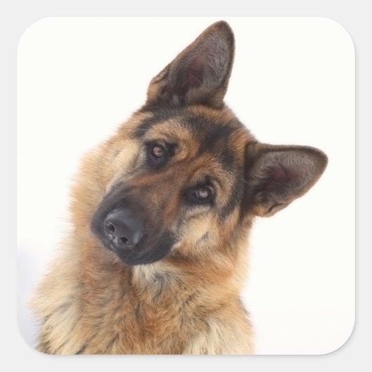 Schattig grappig duits herder portret vierkante sticker (Voorkant)