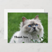 Schattig grijs katje blauwe ogen foto dank je briefkaart (Voorkant / Achterkant)
