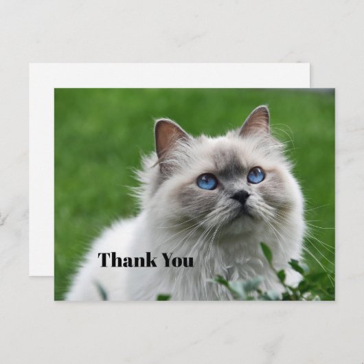 Schattig grijs katje blauwe ogen foto dank je briefkaart (Voorkant / Achterkant)