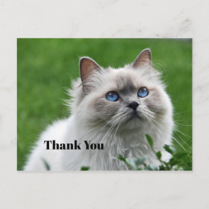 Schattig Grijs Kitten Blauwe Ogen Foto Bedankt Briefkaart