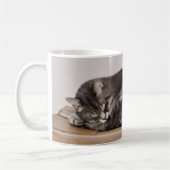Schattig grijs tabby kat slapen op doos koffiemok (Links)