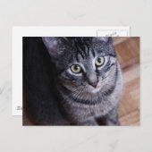 Schattig grijze kat briefkaart (Voorkant / Achterkant)