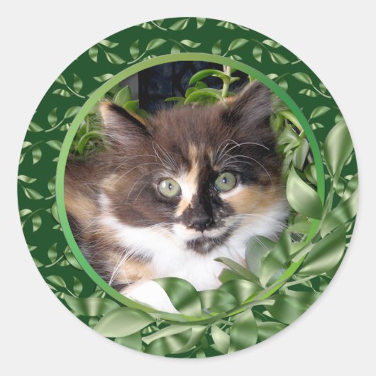 Schattig Groen Eyed Calico Kitten Ronde Sticker (Voorkant)