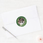 Schattig Groen Eyed Calico Kitten Ronde Sticker (Envelop)