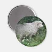 Schattig Hebzuchtig Schaap Eet Magneet (Voorkant / Achterkant)