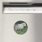 Schattig Hebzuchtig Schaap Eet Magneet (Insitu (Vaatwasser))