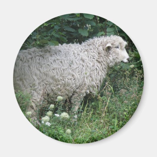 Schattig Hebzuchtig Schaap Eet Magneet (Voorkant)