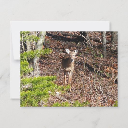 Schattig hert in het bos Natuurfotografie (Voorkant)