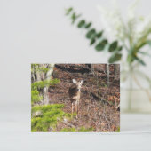 Schattig hert in het bos Natuurfotografie (Staand voorkant)