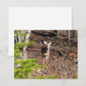 Schattig hert in het bos Natuurfotografie (Voorkant / Achterkant)