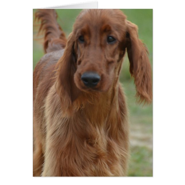 Schattig Iers Setter (Voorkant)