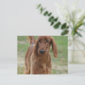 Schattig Iers Setter Briefkaart (Staand voorkant)