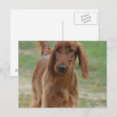 Schattig Iers Setter Briefkaart (Voorkant / Achterkant)