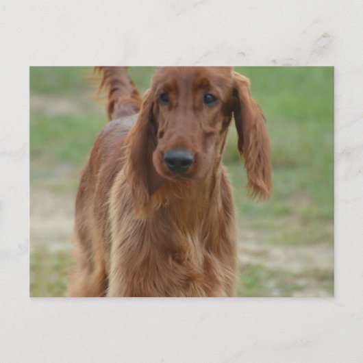 Schattig Iers Setter Briefkaart (Voorkant)