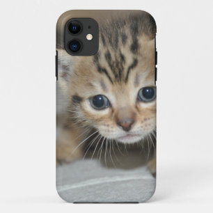 Schattig Jong Kittens iPhone 11 Hoesje