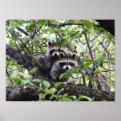 Schattig jong rattenpaar in het Poster van de bome (Voorkant)