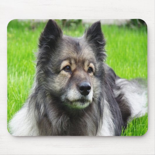 Schattig Keeshond Muismat (Voorkant)