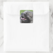 Schattig Keeshond Vierkante Sticker (Tas)