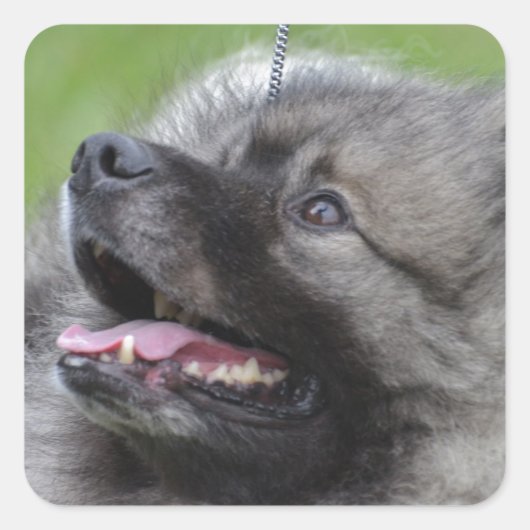 Schattig Keeshond Vierkante Sticker (Voorkant)