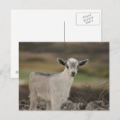 Schattig Kind Briefkaart (Voorkant / Achterkant)