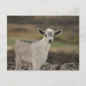 Schattig Kind Briefkaart (Voorkant)