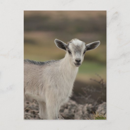 Schattig Kind Briefkaart (Voorkant)