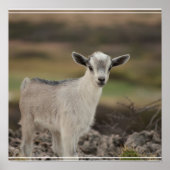 Schattig Kind Poster (Voorkant)