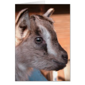 Schattig Kind van bruine geiten (Voorkant)