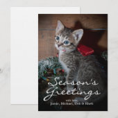 Schattig Kitten (Voorkant / Achterkant)