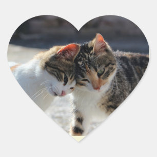 Schattig Kitten Kat Liefde Knuffels Hart Sticker