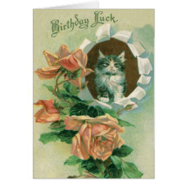 Schattig Kitten Kat Roos Rozen