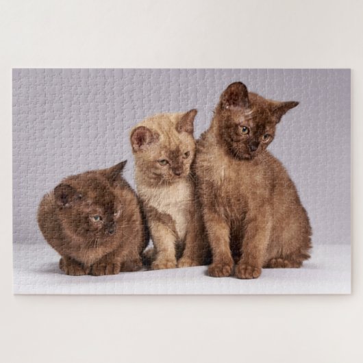 Schattig Kitten Legpuzzel (Horizontaal)