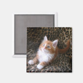 Schattig kitten op luipaard print vierkante magnee magneet (Voorkant / Achterkant)