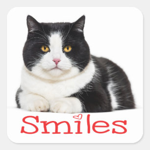Schattig Kitten Poes Lacht Hallo Zwarte Witte Kat Vierkante Sticker