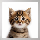 Schattig Kitten Poster (Voorkant)