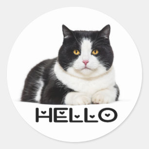 Schattig Kitty Kitten Hallo Zwarte Witte Kat Ronde Sticker
