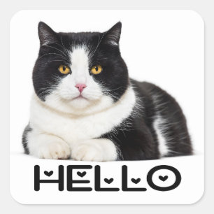 Schattig Kitty Kitten Hallo Zwarte Witte Kat Vierkante Sticker