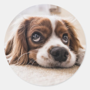 Schattig Klein Hondje Huisdier Dier Ronde Sticker